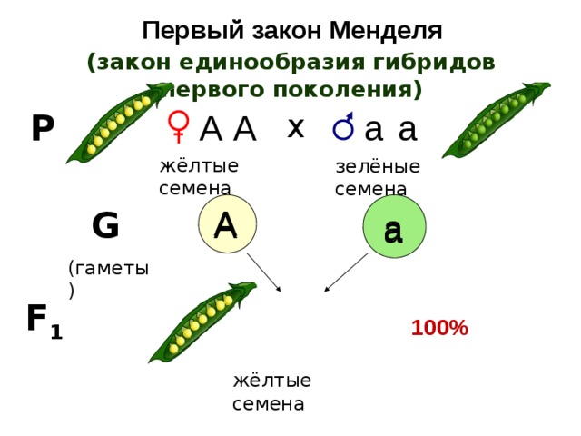 Первый закон Менделя (закон единообразия гибридов первого поколения) а А х А а Р жёлтые семена зелёные семена А А G  (гаметы) а а F 1 100% жёлтые семена 