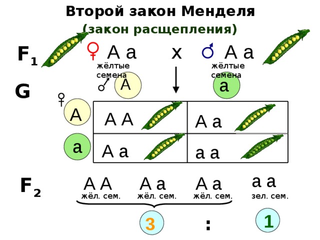 Второй закон Менделя (закон расщепления) А а А а х F 1 жёлтые семена жёлтые семена а А G А А А А а а А а а а а а А А А а А а F 2 жёл. сем. зел. сем. жёл. сем. жёл. сем. 1 3 : 