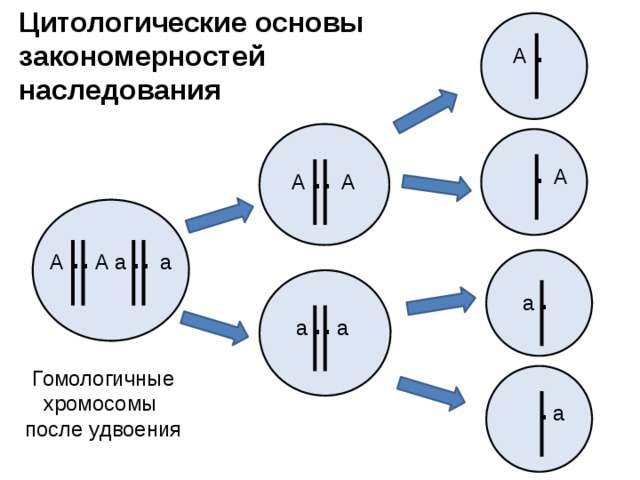 Цитологические основы закономерностей наследования . А . . . А А А . . . . А а А а . а . . а а Гомологичные хромосомы после удвоения . а 