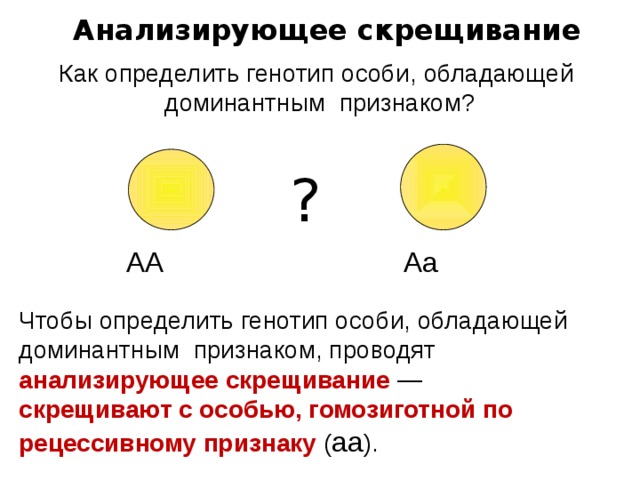 Анализирующее скрещивание Как определить генотип особи, обладающей доминантным признаком? ? АА Аа Чтобы определить генотип особи, обладающей доминантным признаком, проводят анализирующее скрещивание — скрещивают с особью, гомозиготной по рецессивному признаку ( аа ). 18 