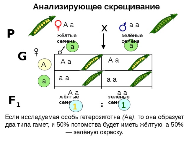 Анализирующее скрещивание а а х А а Р жёлтые семена зелёные семена а а G А а А а А а а а а а А а а а F 1 зелёные семена жёлтые семена 1 : 1 Если исследуемая особь гетерозиготна ( Аа ) , то она образует два типа гамет, и 50% потомства будет иметь жёлтую, а 50% — зелёную окраску. 