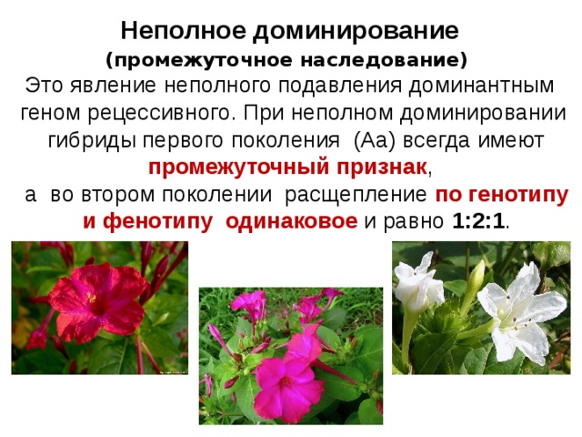 Неполное доминирование (промежуточное наследование)  Это явление неполного подавления доминантным геном рецессивного. При неполном доминировании гибриды первого поколения (Аа) всегда имеют промежуточный признак , а во втором поколении расщепление по генотипу и фенотипу одинаковое и равно 1:2:1 . 