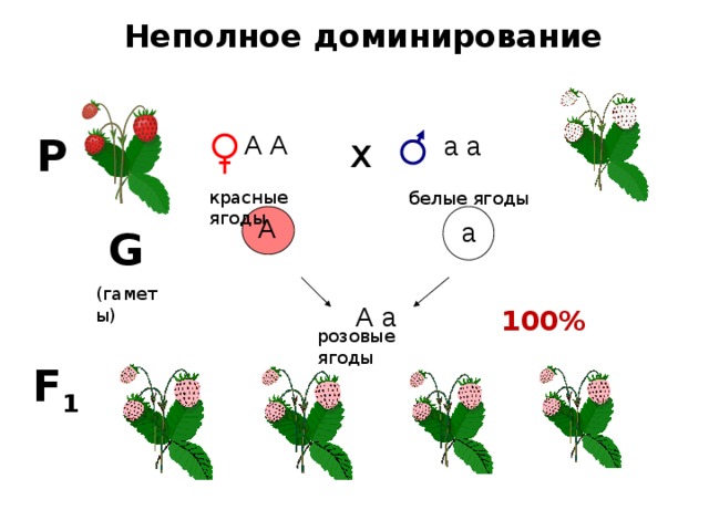 Неполное доминирование А А х а а Р красные ягоды белые ягоды А а G  (гаметы) А а 100% розовые ягоды F 1 