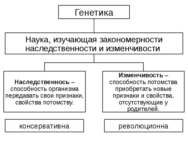 Генетика Наука, изучающая закономерности наследственности и изменчивости Наследственнось – способность организма передавать свои признаки, свойства потомству. Изменчивость – способность потомства приобретать новые признаки и свойства, отсутствующие у родителей. консервативна революционна 