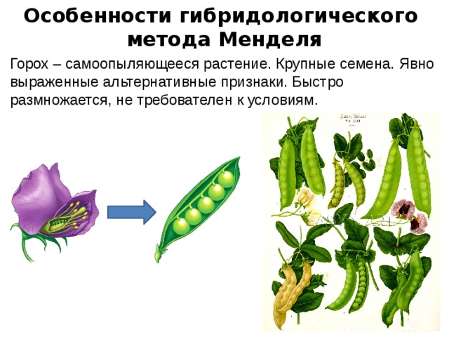 Особенности гибридологического метода Менделя Горох – самоопыляющееся растение. Крупные семена. Явно выраженные альтернативные признаки. Быстро размножается, не требователен к условиям. 