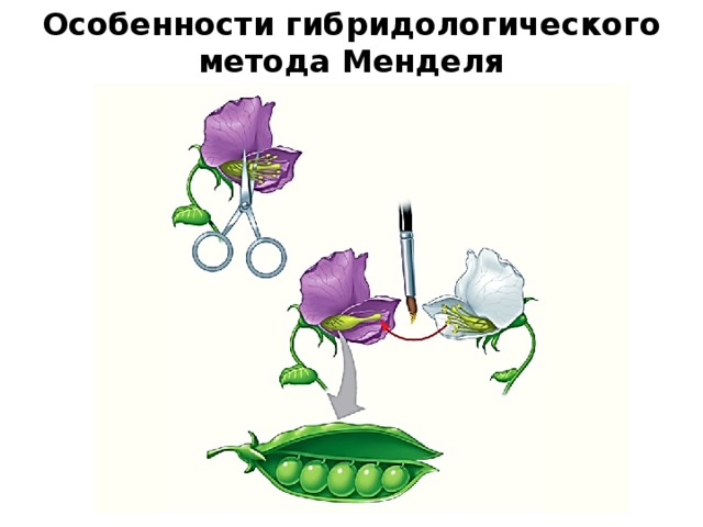 Особенности гибридологического метода Менделя 