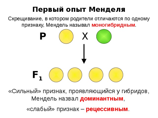 Первый опыт Менделя Скрещивание, в котором родители отличаются по одному признаку, Мендель называл моногибридным . Р Х F 1 «Сильный» признак, проявляющийся у гибридов, Мендель назвал доминантным , «слабый» признак – рецессивным . 