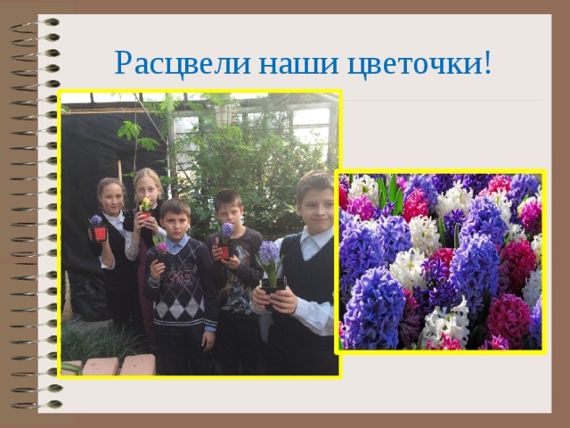 Расцвели наши цветочки! 