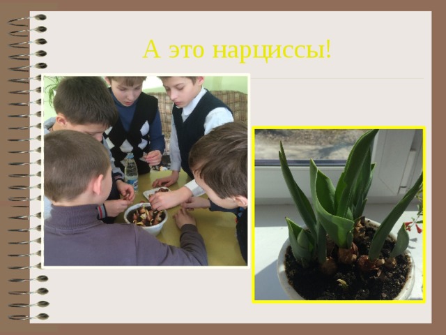 А это нарциссы! 