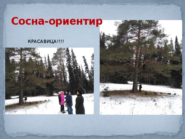 Сосна-ориентир КРАСАВИЦА!!!! 