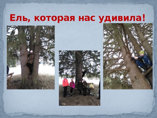 Ель, которая нас удивила! 