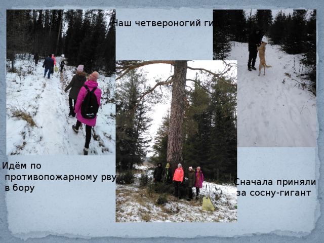 Наш четвероногий гид Идём по  противопожарному рву  в бору Сначала приняли  за сосну-гигант 
