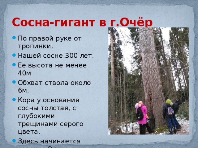 Сосна-гигант в г.Очёр По правой руке от тропинки. Нашей сосне 300 лет. Ее высота не менее 40м Обхват ствола около 6м. Кора у основания сосны толстая, с глубокими трещинами серого цвета. Здесь начинается участок Очерского охотохозяйства. 
