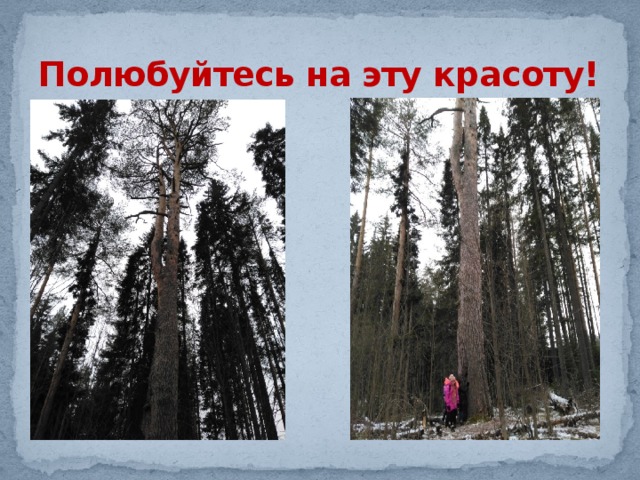 Полюбуйтесь на эту красоту! 