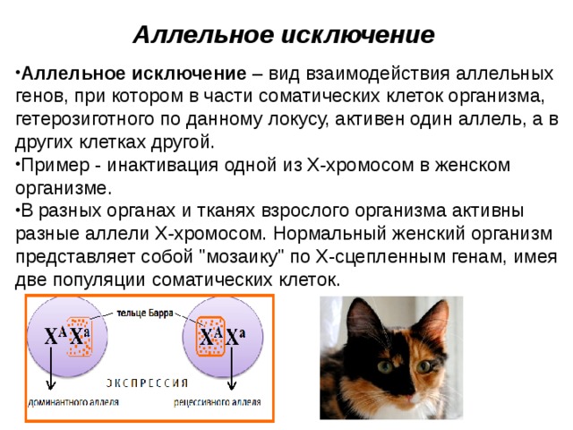Аллельное исключение Аллельное исключение – вид взаимодействия аллельных генов, при котором в части соматических клеток организма, гетерозиготного по данному локусу, активен один аллель, а в других клетках другой. Пример - инактивация одной из Х-хромосом в женском организме. В разных органах и тканях взрослого организма активны разные аллели Х-хромосом. Нормальный женский организм представляет собой 