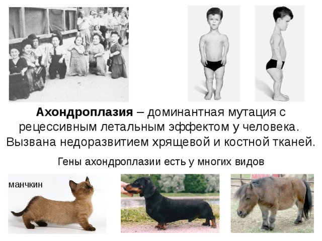 Ахондроплазия – доминантная мутация с рецессивным летальным эффектом у человека. Вызвана недоразвитием хрящевой и костной тканей. Гены ахондроплазии есть у многих видов манчкин 