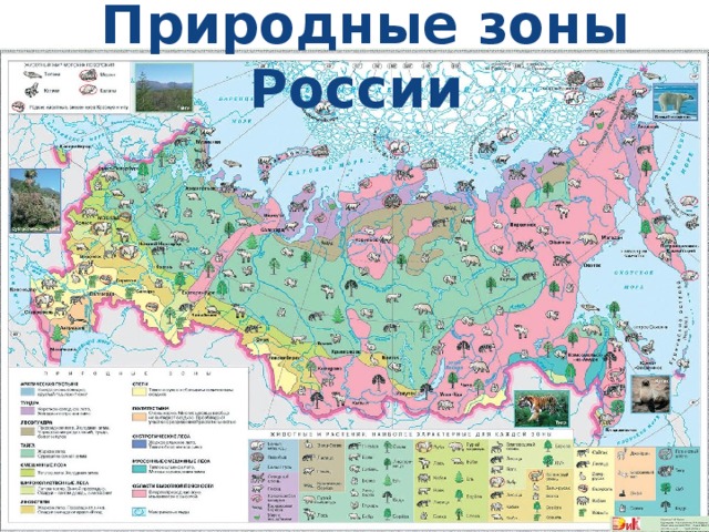  Природные зоны России 