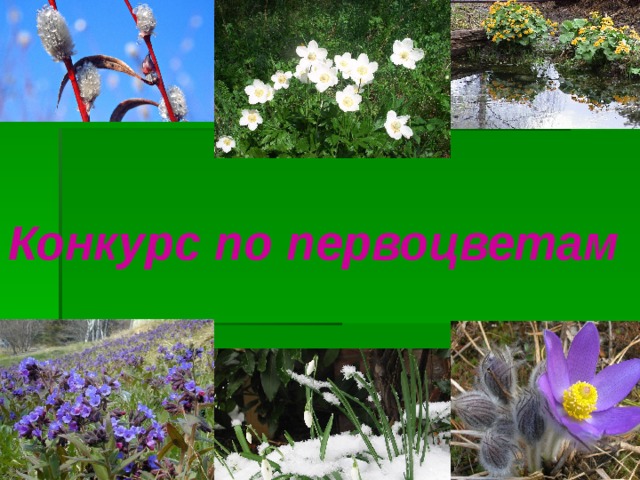 Конкурс по первоцветам 