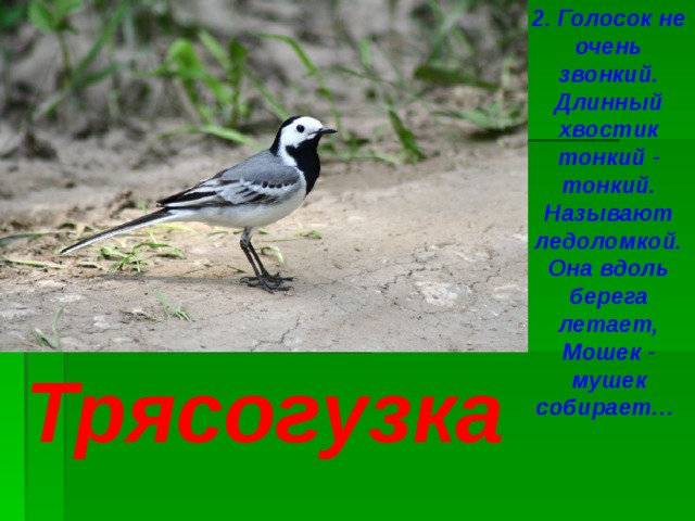 2. Голосок не очень звонкий. Длинный хвостик тонкий - тонкий. Называют ледоломкой. Она вдоль берега летает, Мошек - мушек собирает… Трясогузка 