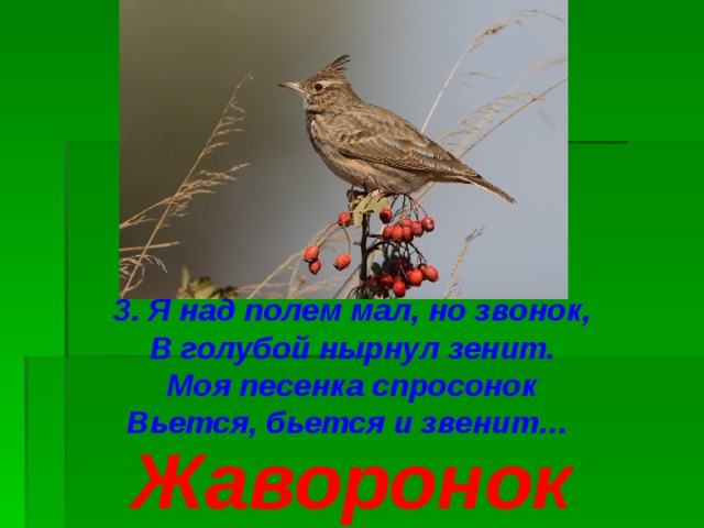 3. Я над полем мал, но звонок, В голубой нырнул зенит. Моя песенка спросонок Вьется, бьется и звенит…  Жаворонок 