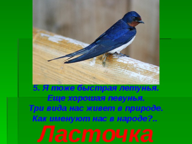5. Я тоже быстрая летунья. Еще хорошая певунья. Три вида нас живет в природе. Как именуют нас в народе?.. Ласточка 