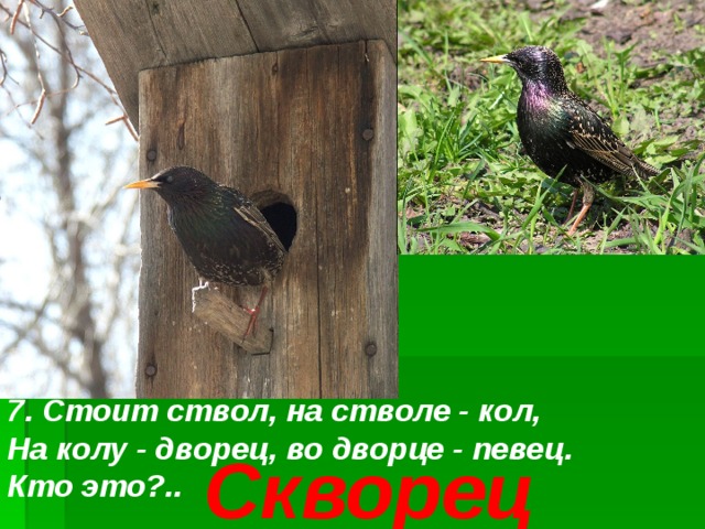 7. Стоит ствол, на стволе - кол, На колу - дворец, во дворце - певец. Кто это?.. Скворец 