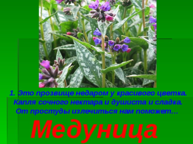 1. Это прозвище недаром у красивого цветка. Капля сочного нектара и душиста и сладка. От простуды излечиться нам поможет… Медуница 
