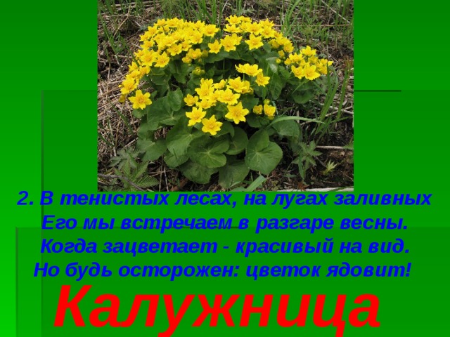 2. В тенистых лесах, на лугах заливных Его мы встречаем в разгаре весны. Когда зацветает - красивый на вид. Но будь осторожен: цветок ядовит! Калужница 