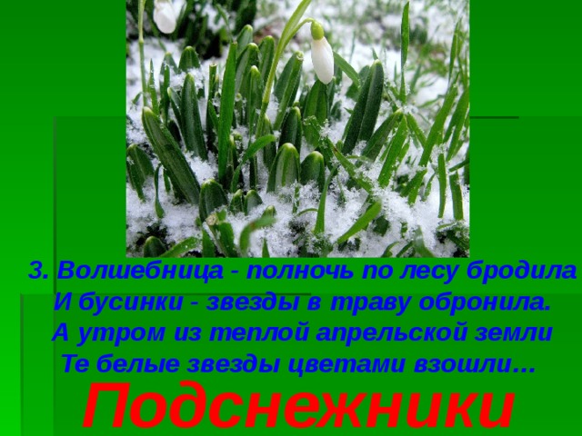 3. Волшебница - полночь по лесу бродила И бусинки - звезды в траву обронила. А утром из теплой апрельской земли Те белые звезды цветами взошли… Подснежники 