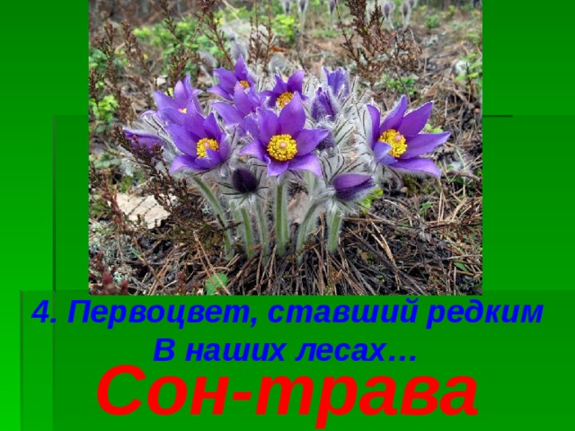 4. Первоцвет, ставший редким В наших лесах…  Сон-трава 