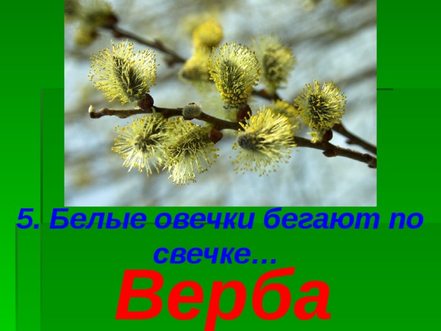 5. Белые овечки бегают по свечке… Верба 