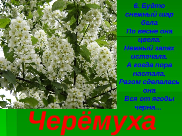 6. Будто снежный шар бела По весне она цвела. Нежный запах источала. А когда пора настала, Разом сделалась она Вся от ягоды черна… Черёмуха 