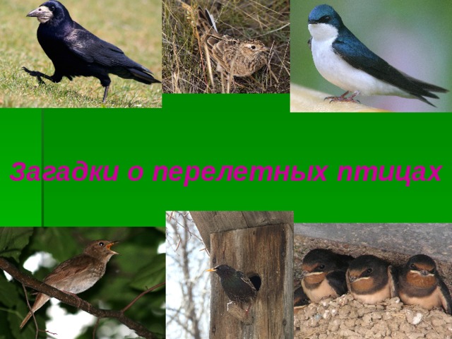 Загадки о перелетных птицах 