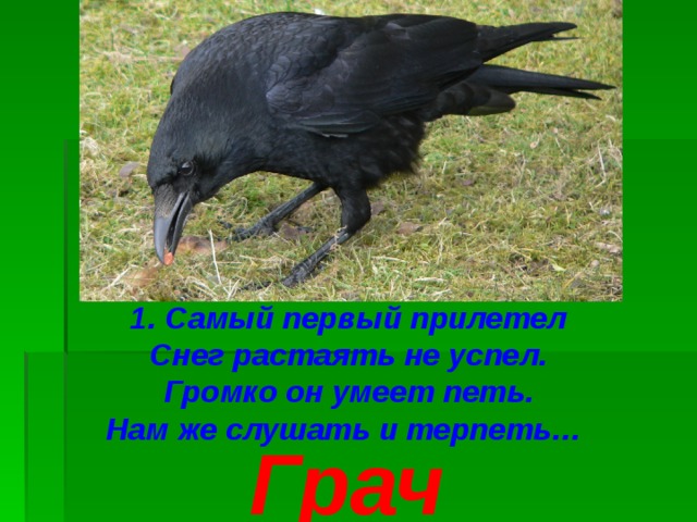 1. Самый первый прилетел Снег растаять не успел. Громко он умеет петь. Нам же слушать и терпеть… Грач 