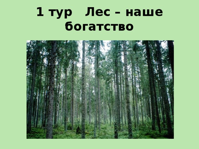 1 тур Лес – наше богатство 