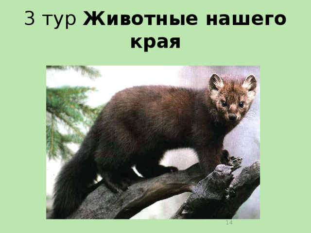 3 тур Животные нашего края  