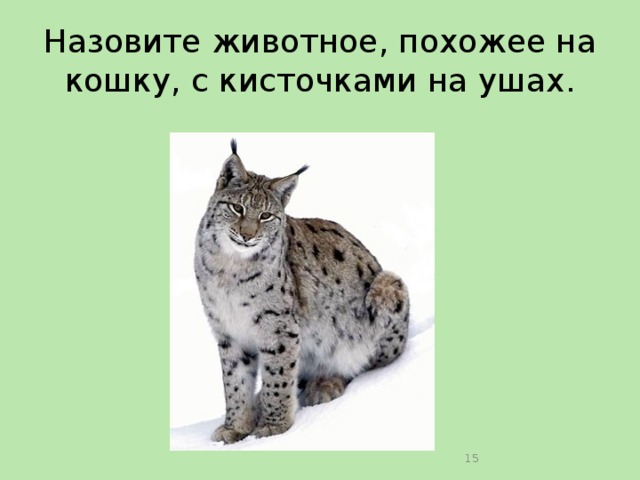 Назовите животное, похожее на кошку, с кисточками на ушах.  