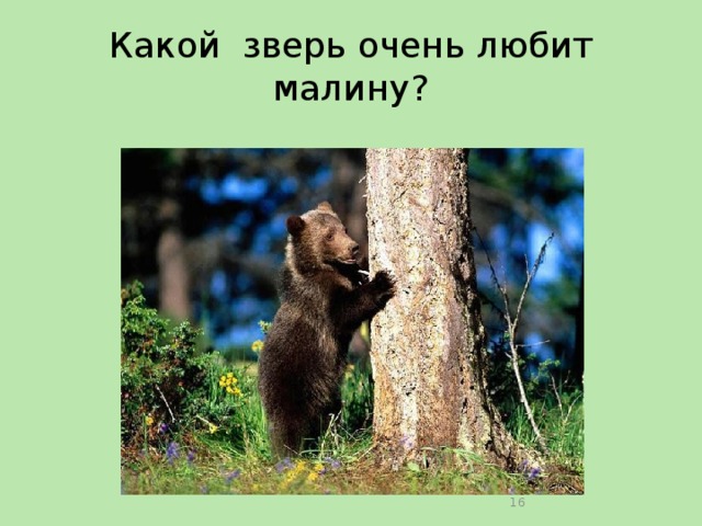 Какой зверь очень любит малину?  