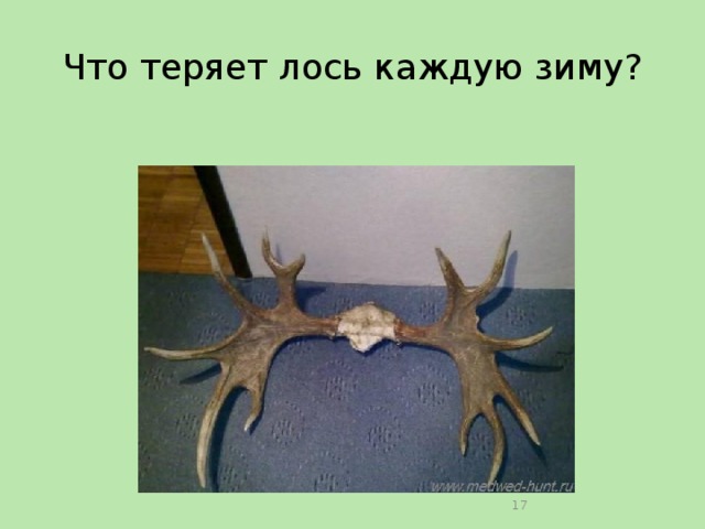 Что теряет лось каждую зиму?  