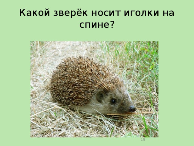 Какой зверёк носит иголки на спине?  