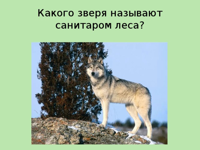 Какого зверя называют санитаром леса?  