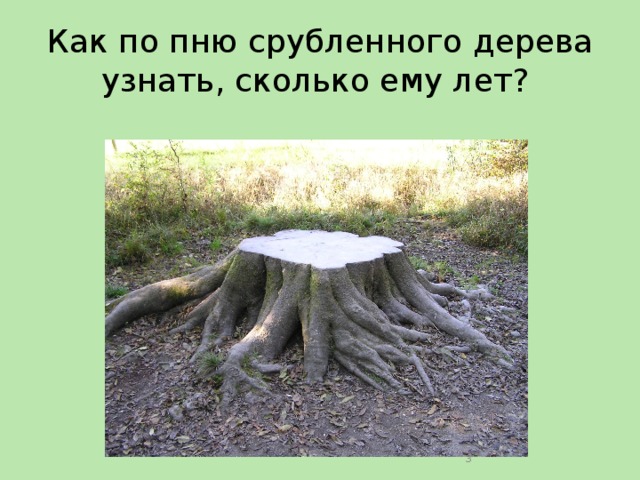 Как по пню срубленного дерева узнать, сколько ему лет?  