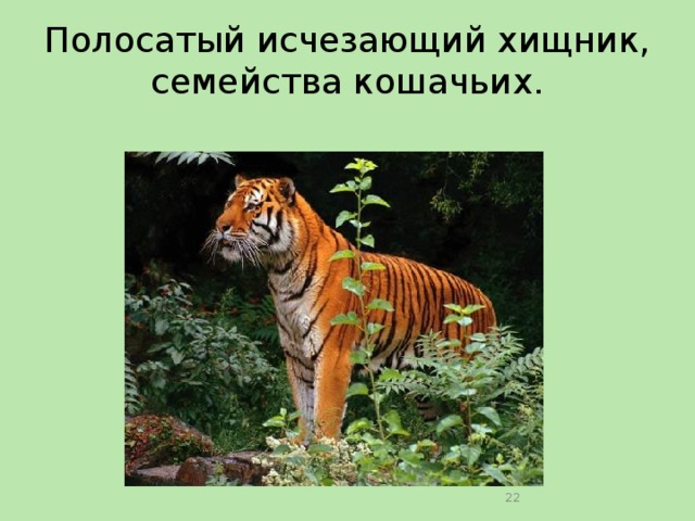 Полосатый исчезающий хищник, семейства кошачьих.  