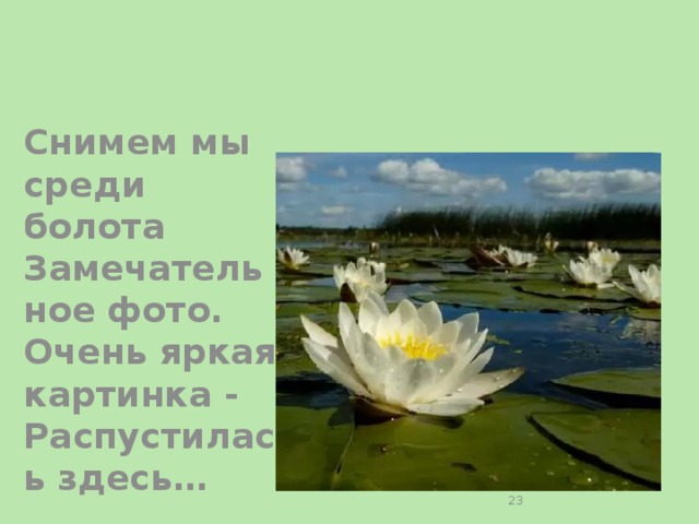 Снимем мы среди болота  Замечательное фото.  Очень яркая картинка -  Распустилась здесь…  