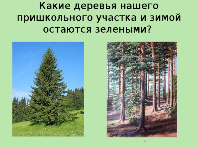 Какие деревья нашего пришкольного участка и зимой остаются зелеными?  