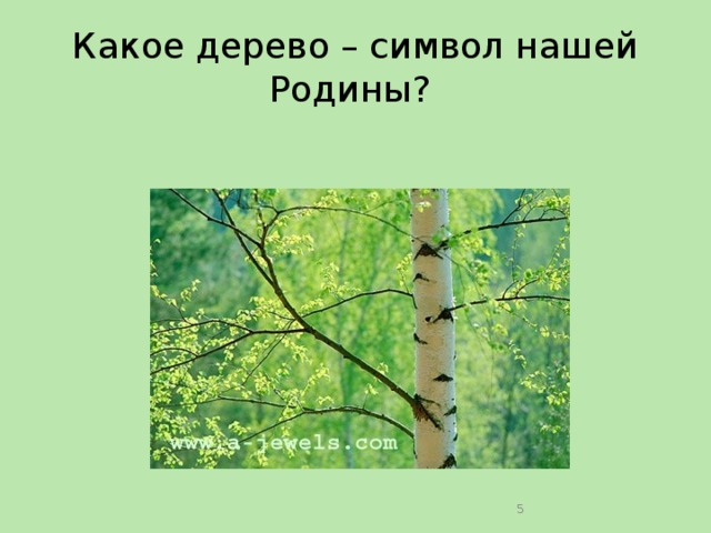 Какое дерево – символ нашей Родины?  