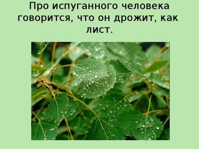 Про испуганного человека говорится, что он дрожит, как лист.  