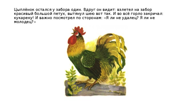 Цыплёнок остался у забора один. Вдруг он видит: взлетел на забор красивый большой петух, вытянул шею вот так. И во всё горло закричал: кукареку! И важно посмотрел по сторонам: «Я ли не удалец? Я ли не молодец?» 