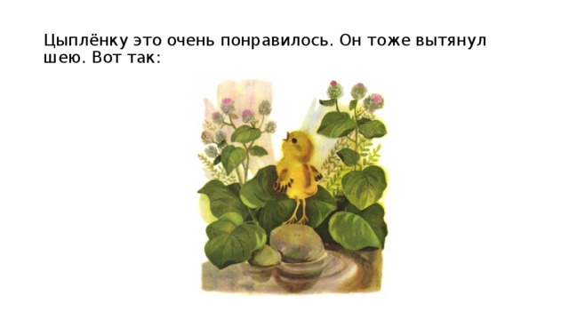 Цыплёнку это очень понравилось. Он тоже вытянул шею. Вот так: 