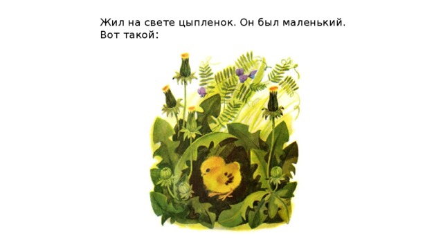 Жил на свете цыпленок. Он был маленький. Вот такой : 